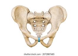 <p>Name the specific part of the bone in color</p>