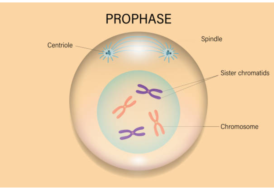 <p>prophase</p>