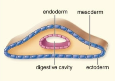 <p>Acoelomate</p>