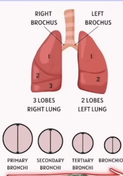 <p>What are bronchi?</p>