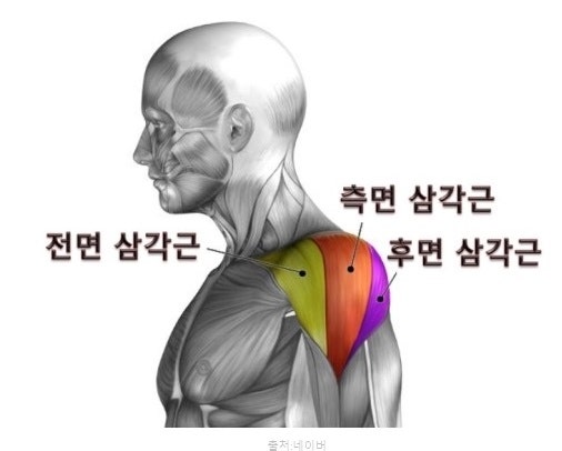 <p><span>전면 삼각근</span></p>