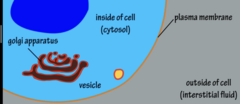<p>- Membranous vesicles formed from golgi apparatus transport materials to cell membrane</p>