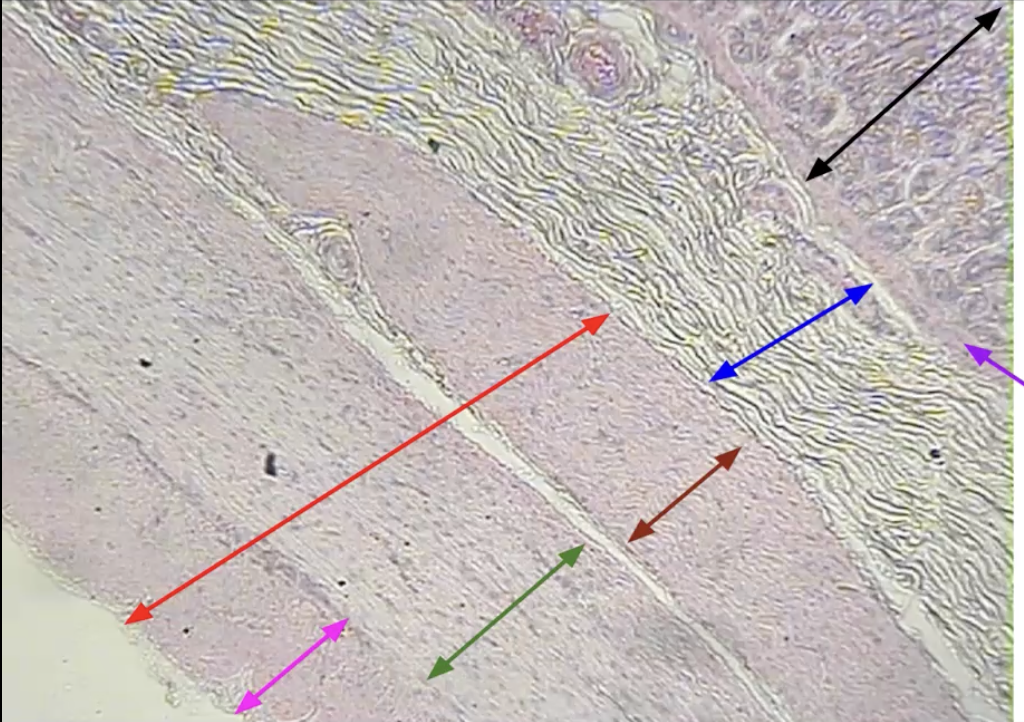 <p>Stomach</p><p>Black: Mucosa</p><p>Purple: Muscularis mucosae</p><p>Blue: Submucosa</p><p>Red: Muscularis externa</p><p>Dark red: Inner oblique layer</p><p>Green: Middle circular layer</p><p>Pink: Outer longitudinal layer</p><p></p>