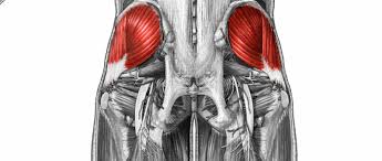 <p>Abducts and medially rotates the thigh</p>