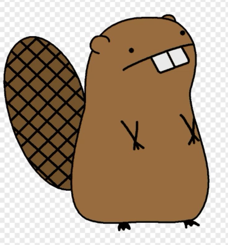 <p>beaver</p>