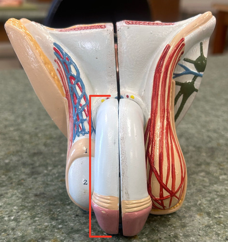 <p>cylindrical organ made of erectile tissue that becomes engorged with blood to achieve copulation</p>