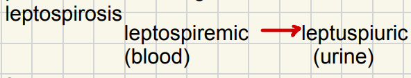 <p>c. Leptospiremic phase</p>