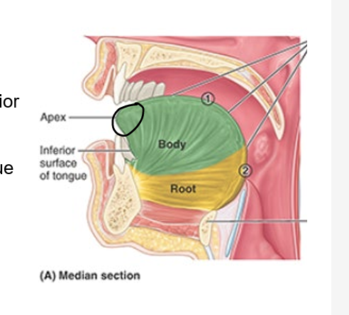 <ul><li><p>root = attached post portion</p><ul><li><p>extends between mandible, hyoid, and nearly vertical post surface of tongue</p></li></ul></li><li><p>body = ant 2/3 of tongue (between root and apex)</p></li><li><p>apex = ant end of body</p></li></ul><p></p>
