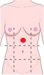 <p>stomach, liver, adrenal glands, pancreas, spleen, small intestine</p>