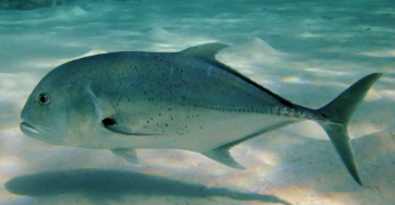 <p>Medium/ large fish, obvious lateral line, paired dorsal and an al fins, different names for the same fish (trevally in red sea)</p>