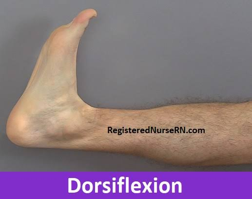 <p>Movement of Ankle / Foot</p><p>(Talocurual Joint): Dorsiflexion</p>