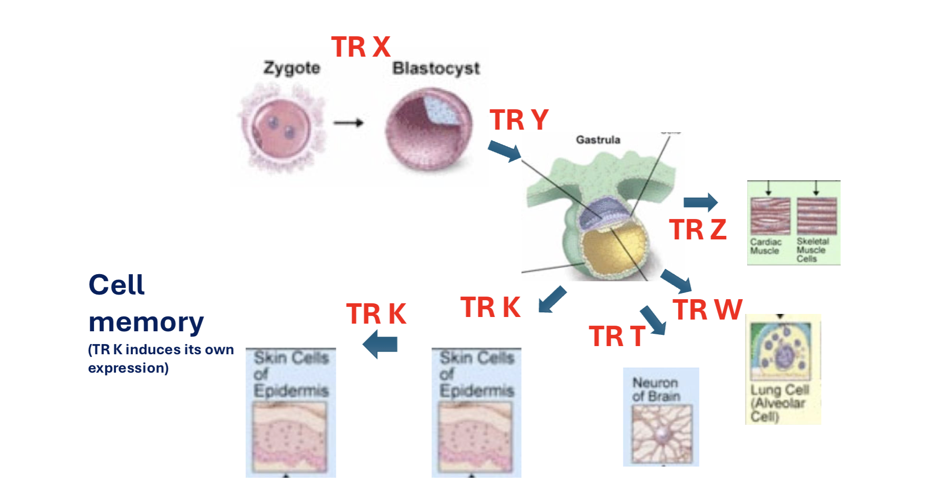 <p>each TR induces its own expression to get to specific cell types</p>