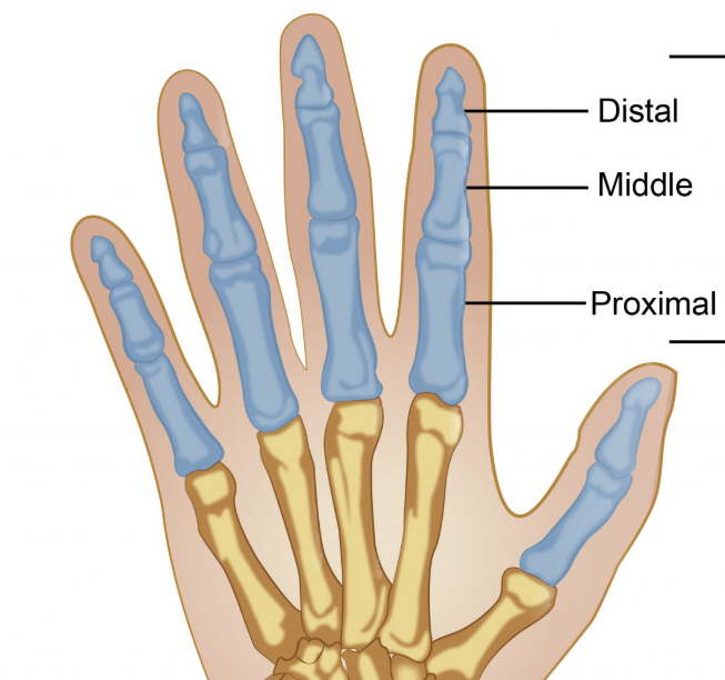 <p><span style="background-color: transparent; font-family: "EB Garamond", serif;"><span>digits, are the finger bones—three in each finger and two in each thumb—for a total of 14 bones</span></span></p>