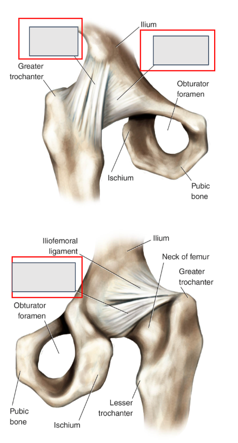 <p>Hip Joint Ligaments </p>
