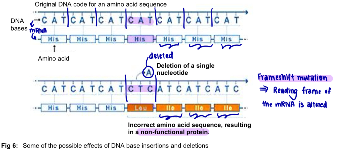 <ul><li><p>single base deletion mutation leads to <strong>frameshift</strong> </p></li><li><p>e.g. in figure: deletion of A in the DNA sequence results in the alteration of subsequent codons in the corresponding mRNA, hence different amino acids are coded for subsequently </p></li></ul><p>=<u> incorrect amino acid sequence</u> of the polypeptide chain, and consequently<u> incorrect three-dimensional protein conformation</u> and <u>function</u> </p><p></p>