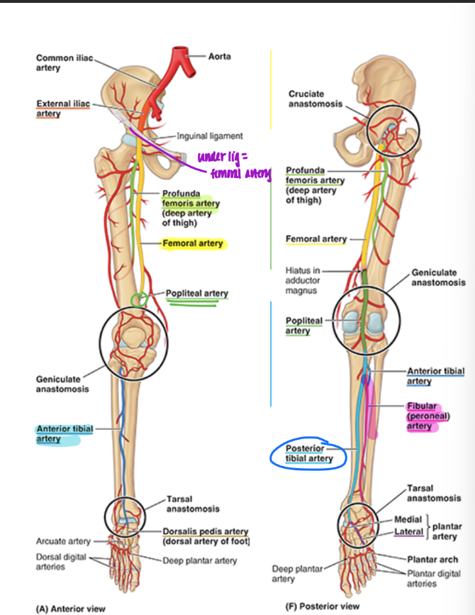 <ul><li><p><strong>femoral artery</strong> (continuation of external iliac)</p><ul><li><p><strong>profunda femoris </strong>= branch</p><ul><li><p>deep artery of thigh</p></li></ul></li></ul></li><li><p>femoral artery continues = <strong>popliteal artery</strong></p></li><li><p>popliteal artery divides into</p><ul><li><p><strong>ant. & post. tibial artery</strong></p></li></ul></li><li><p><strong>post tibial artery → </strong>fibular artery</p></li></ul><p></p>