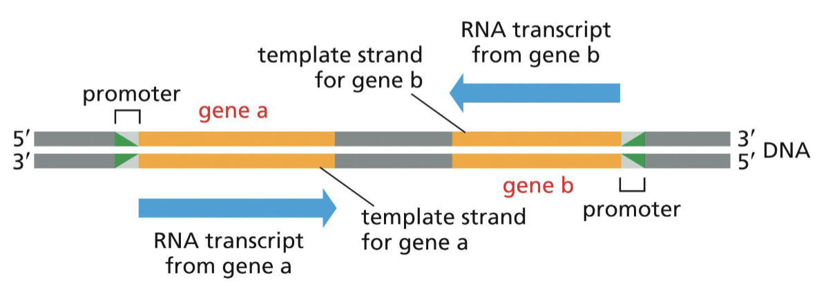 <p>they are needed for RNA polymerase to “recognize” the gene (at the 5’ side) to be transcribed (promoter is NOT copied)</p>