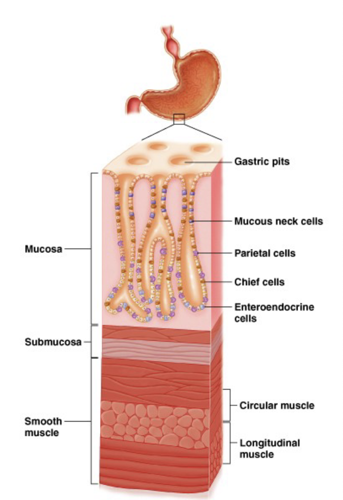 <p>mucosa layer</p><ul><li><p>acid </p><ul><li><p>denatures proteins and immune protection</p></li><li><p>affects food</p></li></ul></li><li><p>enzymes</p><ul><li><p>pepsin(ogen) [proteins], gastric lipase [lipids]</p></li><li><p>affects food</p></li></ul></li><li><p>mucous/bicarbonate</p><ul><li><p>protect the stomach wall, bicarbonate neutralizes H ions along the walls so acid is not constantly touching the stomach walls</p></li><li><p>glycoproteins inside sticky mucous to absorb water, bicarbonate mixed in, stays along the stomach walls lining</p></li></ul></li></ul><p></p>