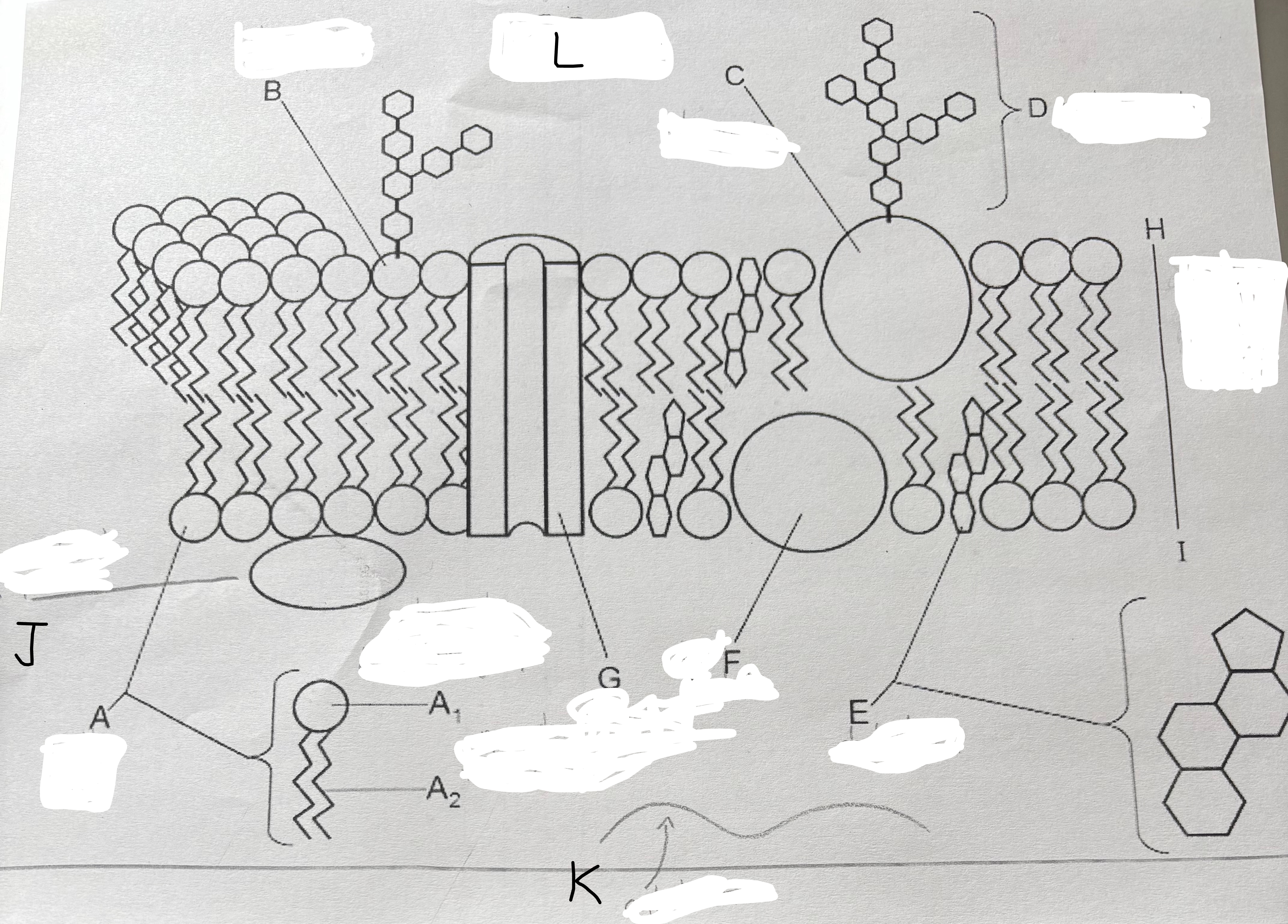 <p>Label the fluid mosaic model of the cell membrane</p>