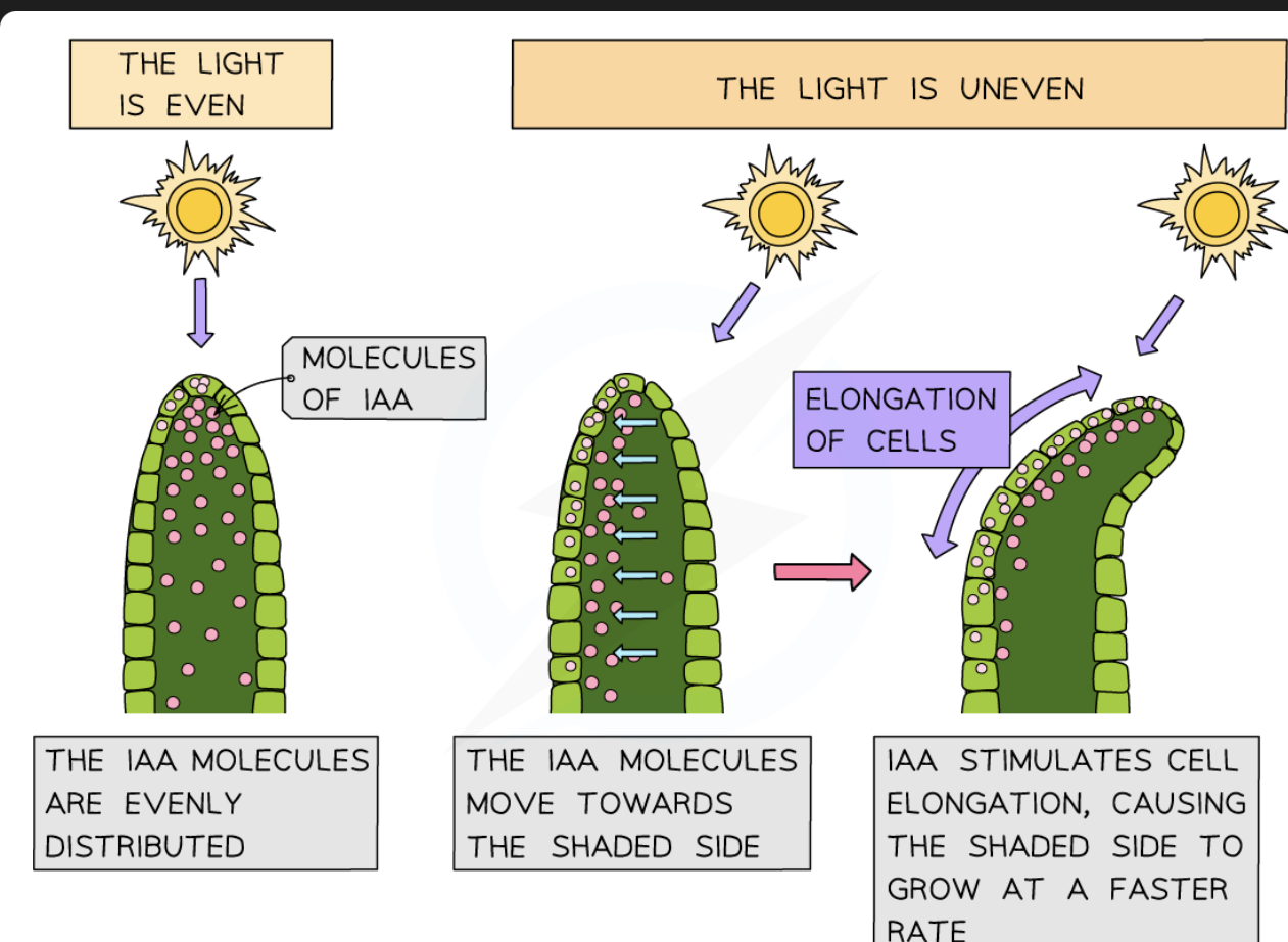 <ul><li><p><strong>higher concentrations</strong> of IAA results in a <strong>greater rate of cell elongation</strong></p><ul><li><p>Experiments have shown that IAA moves from the illuminated side of a shoot to the shaded side</p></li><li><p>The <strong>higher concentration of IAA on the shaded side</strong> of the shoot causes a faster rate of cell elongation</p></li><li><p>This causes the shoot to <strong>bend towards the light</strong></p></li></ul></li></ul><p><br></p>