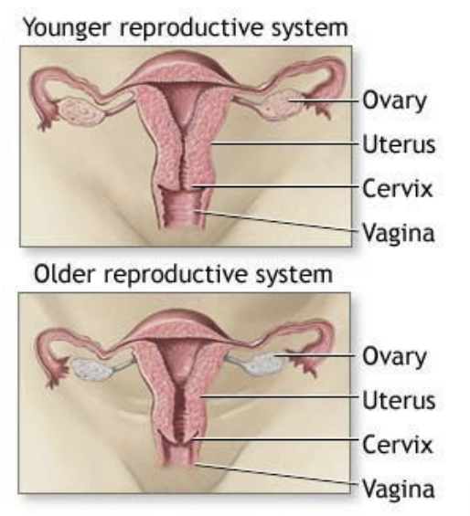 <ul><li><p>menopause most significant</p><ul><li><p>Decreased estrogen and progesterone production</p></li><li><p>Uterus size decreases</p></li><li><p>Endometrium thickness decreases</p></li><li><p>Irregular menses, menstruation eventually stops</p></li></ul></li></ul><p></p>