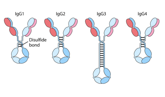 <p>→ meestvoorkomende Ig in bloed</p><ol><li><p>zware keten: gamma</p></li><li><p>aantal constante domeinen zware keten: 3</p></li><li><p>lichte keten: kappa of lambda</p></li><li><p>J keten: geen</p></li><li><p>moleculaire formule:</p><ol><li><p>γ<sub>2</sub>κ<sub>2</sub></p></li><li><p>γ<sub>2</sub>λ<sub>2</sub></p></li></ol></li><li><p>subklassen mens:</p><ol><li><p>γ1</p></li><li><p>γ2</p></li><li><p>γ3</p></li><li><p>γ4</p></li></ol></li><li><p>subklassen muis:</p><ol><li><p>γ1</p></li><li><p>γ2a</p></li><li><p>γ2b</p></li><li><p>γ3</p></li></ol></li><li><p>komt als monomeer voor</p></li></ol><p></p>