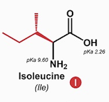 <p>Isoleucine (Ile, I)</p>