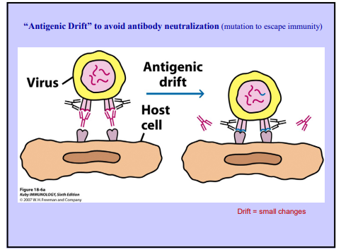 <p>Antigenic Shift + Drift </p>