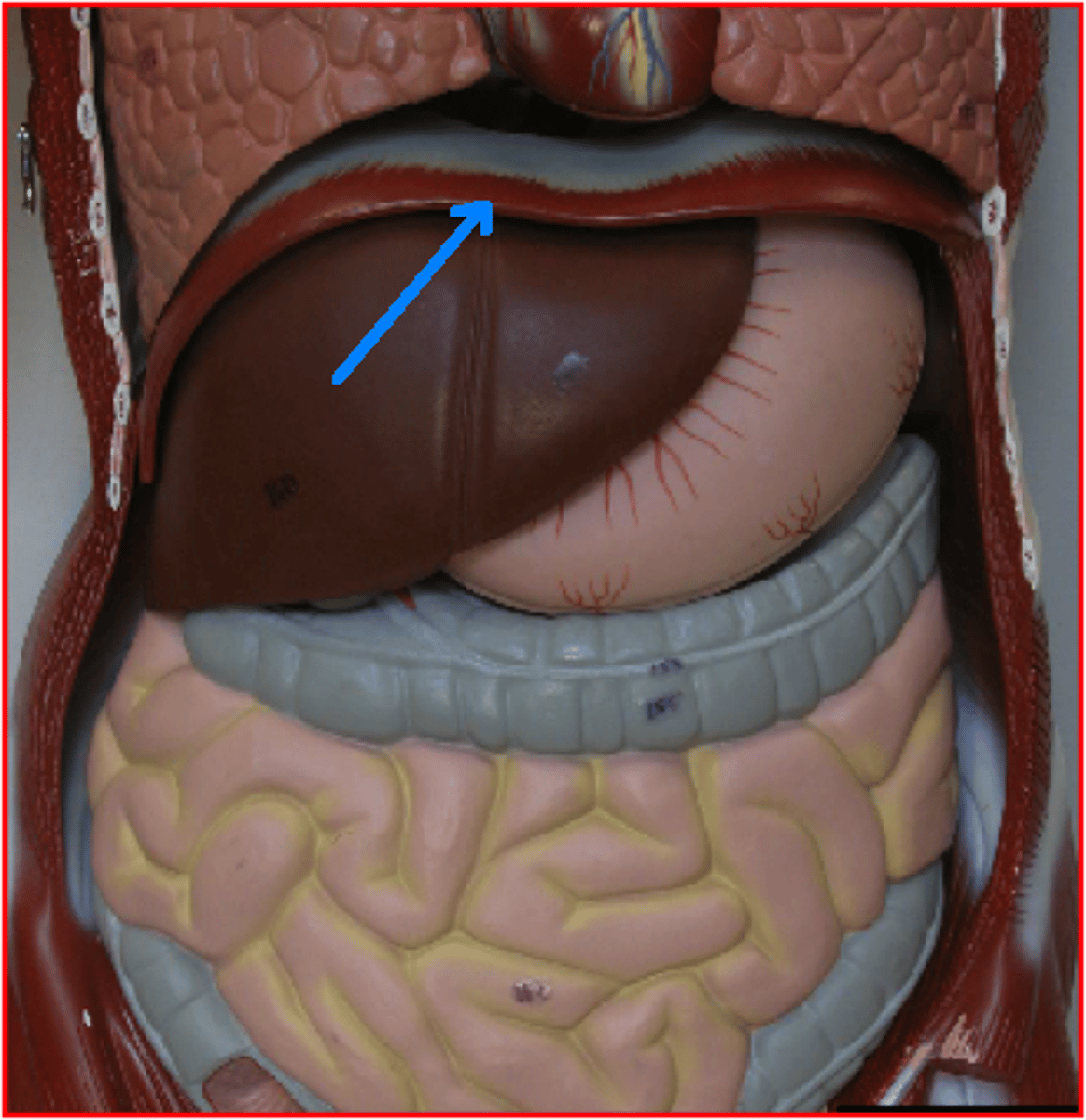 <p>Action - contraction increases size of thoracic cavity causing inhalation</p>