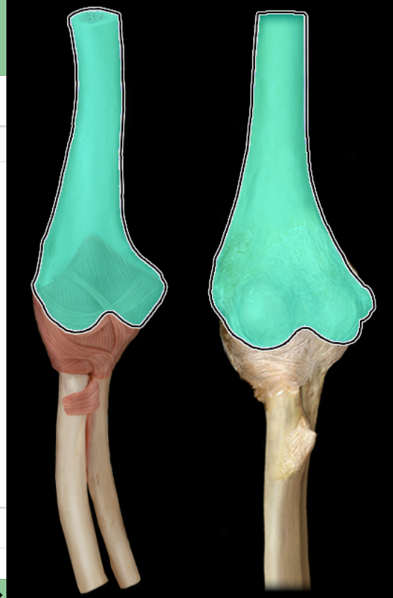 <p>anterior</p>