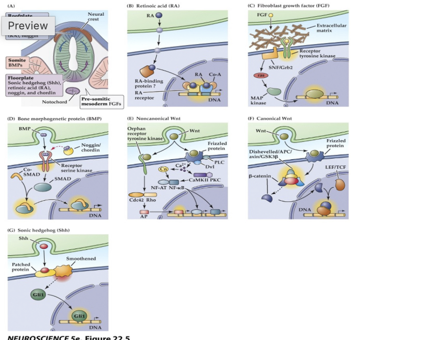 <p><span>All of the molecular signals shown in this diagram induce neuronal precursor cells to differentiate by _________.</span></p>