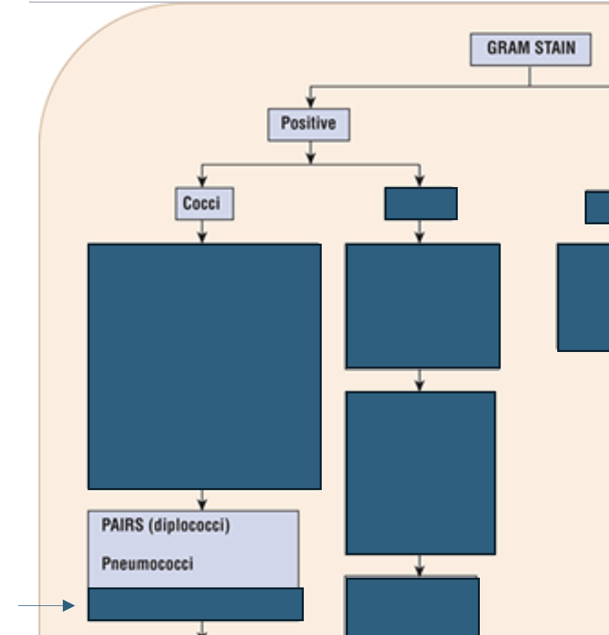 <p>What species of bacteria are pneumococci?</p>