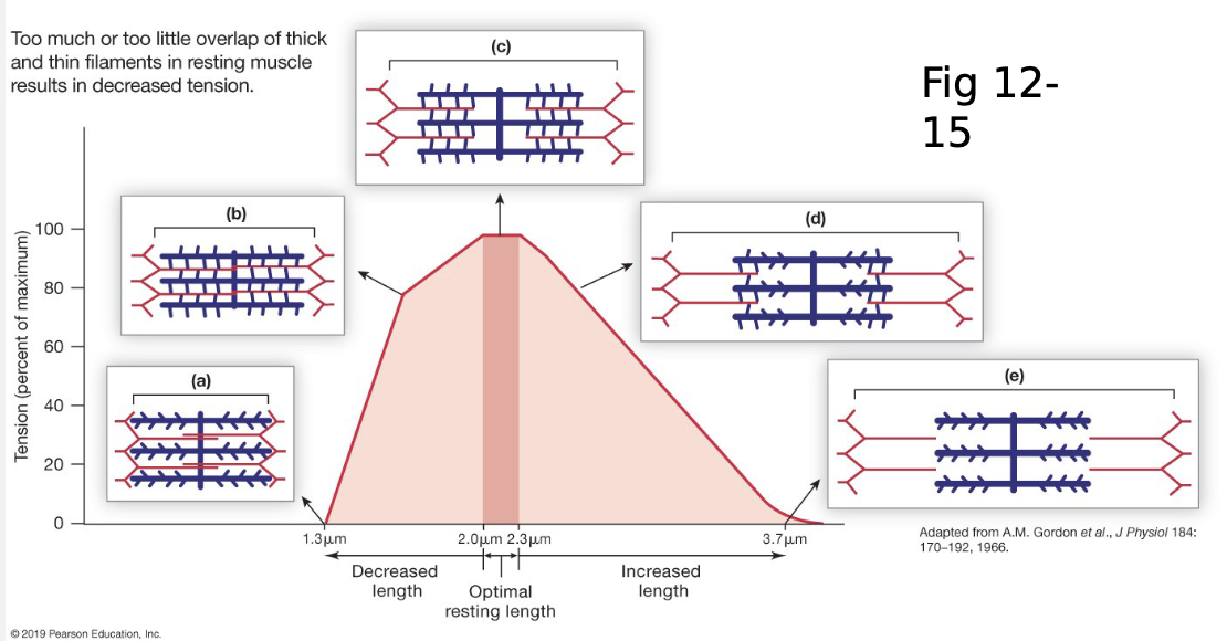<ul><li><p>Tension is directly proportional to the <strong><u>number of cross-bridges formed</u></strong></p></li><li><p>length is related to <strong>cross-bridges formed</strong></p></li></ul><p></p>
