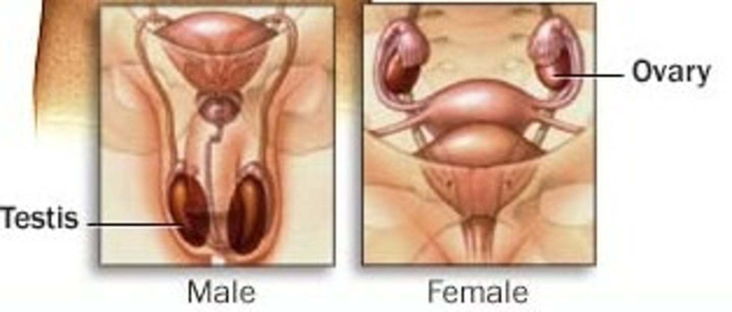 <p>Primary reproductive organs; ovaries and testes</p>