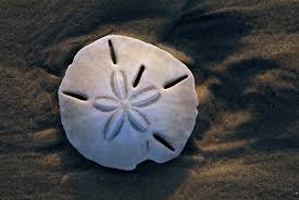 <p>sea urchins and sand dollars. aristotle’s lantern and test. sea urchins are herbivories that mainly eat kep and sand dollars are deposit feeders </p>