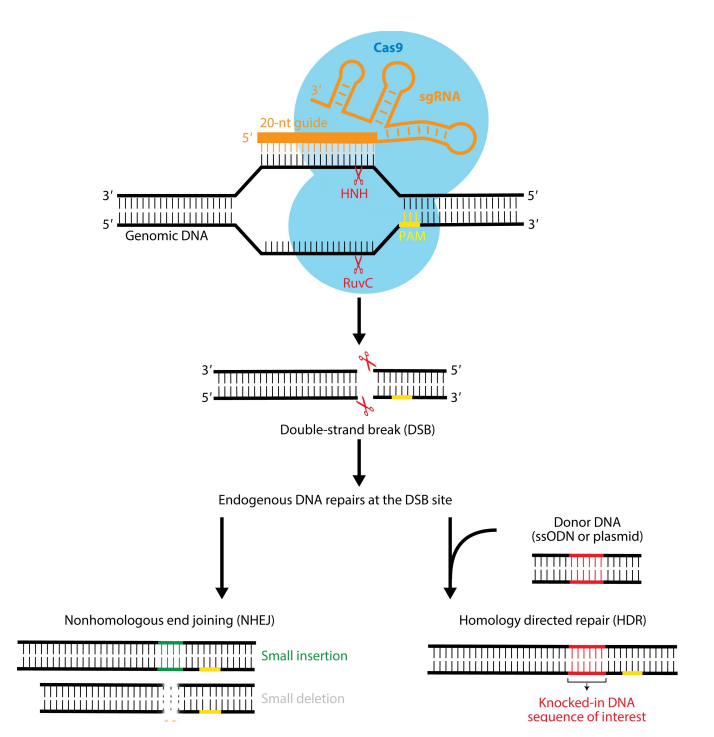 <p>HR repair. If you provide the cell with a repair template - one that is identical to the sequences on either side of the CRISPR DSB you can add genetic material. During HR repair, DNA pol will amplify these regions if the repair template is used for repair </p>