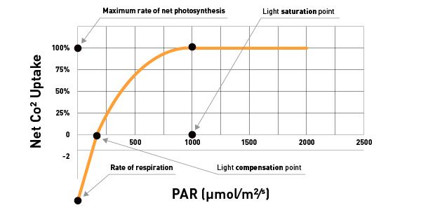 <ul><li><p>rate of photosynthesis determines the supply of energy to a plant for growth and reproduction much adadptive pressure to maximize photosynthesis</p></li><li><p>light response curves</p><ul><li><p>light compestaion point: co2 uptake by Ps is balanced by co2 loss by respiration</p></li><li><p>saturation point: photosyntehsis no longer increases as light increases</p></li></ul></li><li><p>acclimatization to different light levels </p></li></ul><p></p>