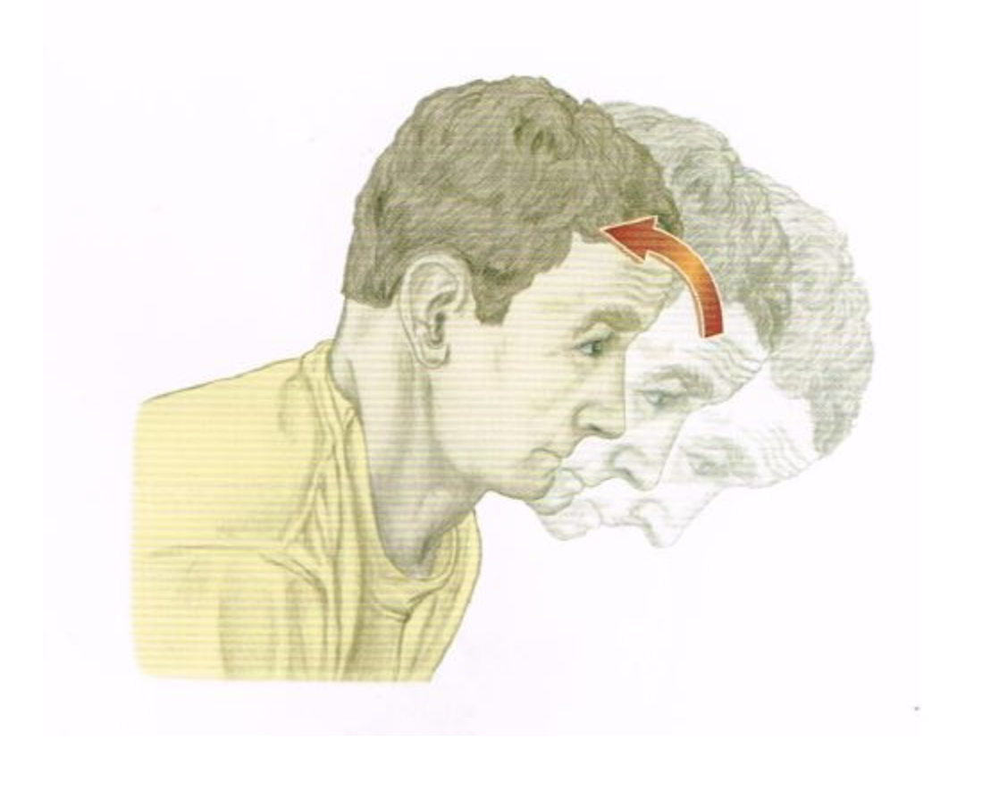 <p>Categorize the listed muscles as either agonists/synergists OR antagonists for the motion pictured below. NOTE: Some muscles will not be classified. NO partial credit.</p>