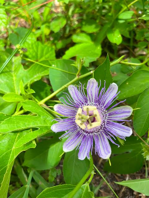 <p>fast-growing native</p><p>alternate leaves, deeply lobed (3 lobes)</p>