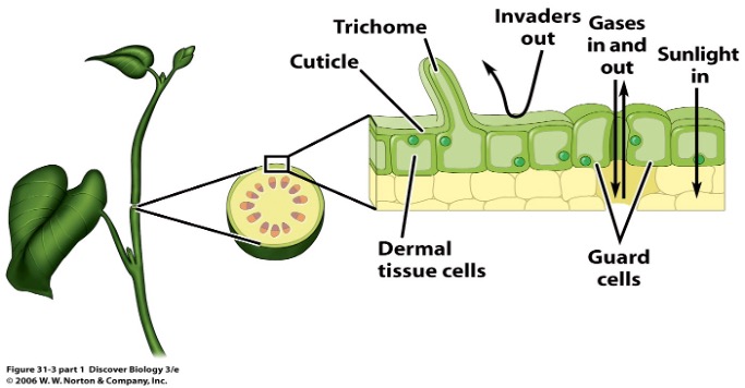 <p>type of dermal & ground tissue</p><p>outermost single layer of cells</p>