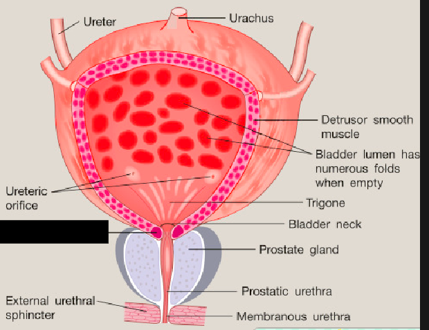 <p><span style="background-color: transparent;">Male bladders contain an area of smooth muscle and elastic tissue called the <strong>______ _______ _______</strong>, which isn’t present in females. It keeps semen from entering the urinary bladder during intercourse</span></p>