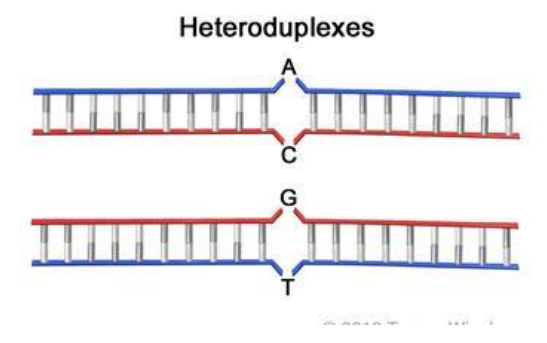 <ul><li><p>Strand invasion requires the pairing of a region of single-stranded DNA with a complementary strand in a different DNA double helix </p></li><li><p>DNA hybridisation occurs between strands that are highly similar, but not necessarily identical </p></li><li><p>Creates a region of DNA helix formed from strands that originate from two different DNA molecules – heteroduplex</p></li><li><p>Some mismatch may occur </p></li></ul><p></p>