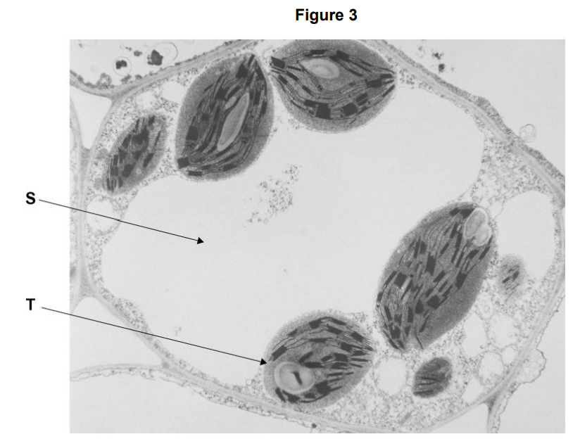<p>Figure 3 box is a transmission electron micrograph of a plant cell.</p><p>Name the organelles labelled <strong>S </strong>and <strong>T </strong>in <strong>Figure 3 </strong>(1) </p>