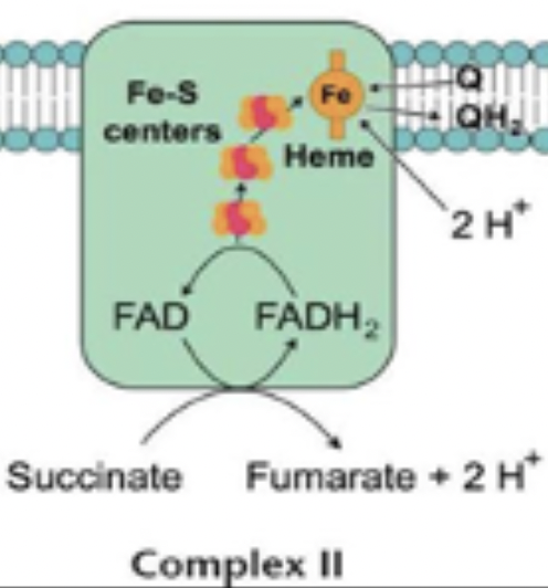<p>Succinate dehydrogenase; e- from succinate to FADH2 then to CoQH2; pumps no protons</p>