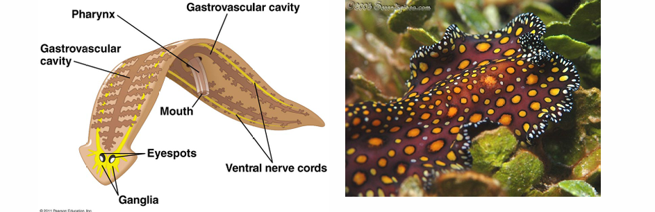 <p>Flatworms. Gas exchange is via diffusion. Some have kleptoplast. Blind gut </p>
