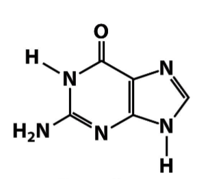 <p>Nitrogenous bases- Purines</p>