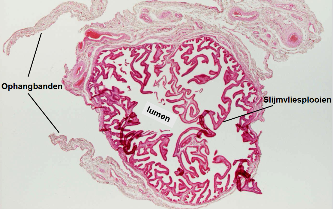 <p>preparaat en kleuring</p>