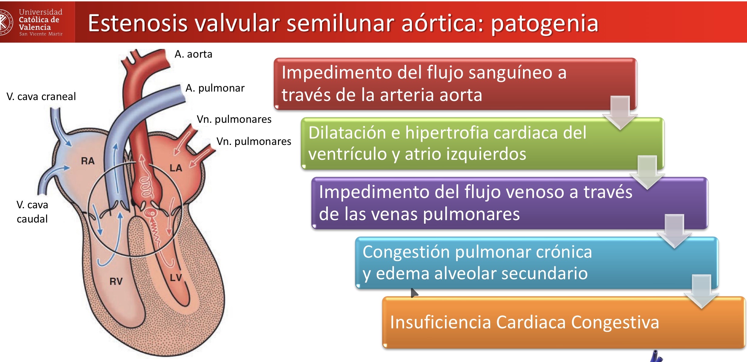 <p>CARDIOVASCULAR: estenosis valvular semilunar aórtica </p><p>Bulldog ingles </p><p>Lesiones asociadas: hidropericardio y cardiomegalia asociada a atelectasia pulmonar; ascitis con imbibicion hemolitica </p>