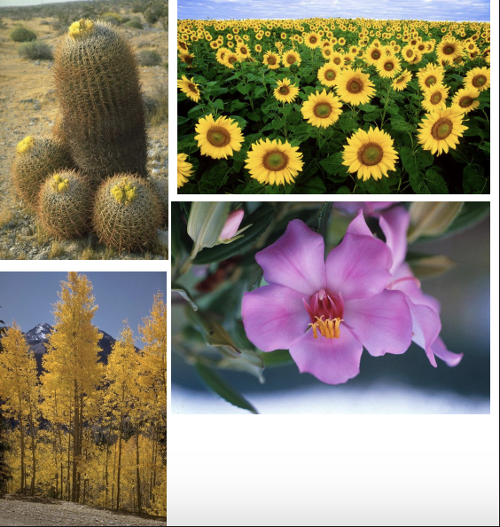 <p>Kingdom:</p><p>Clade:</p><p>Phylum:</p><p>Name of Structure:</p><p>Ploidy:</p>