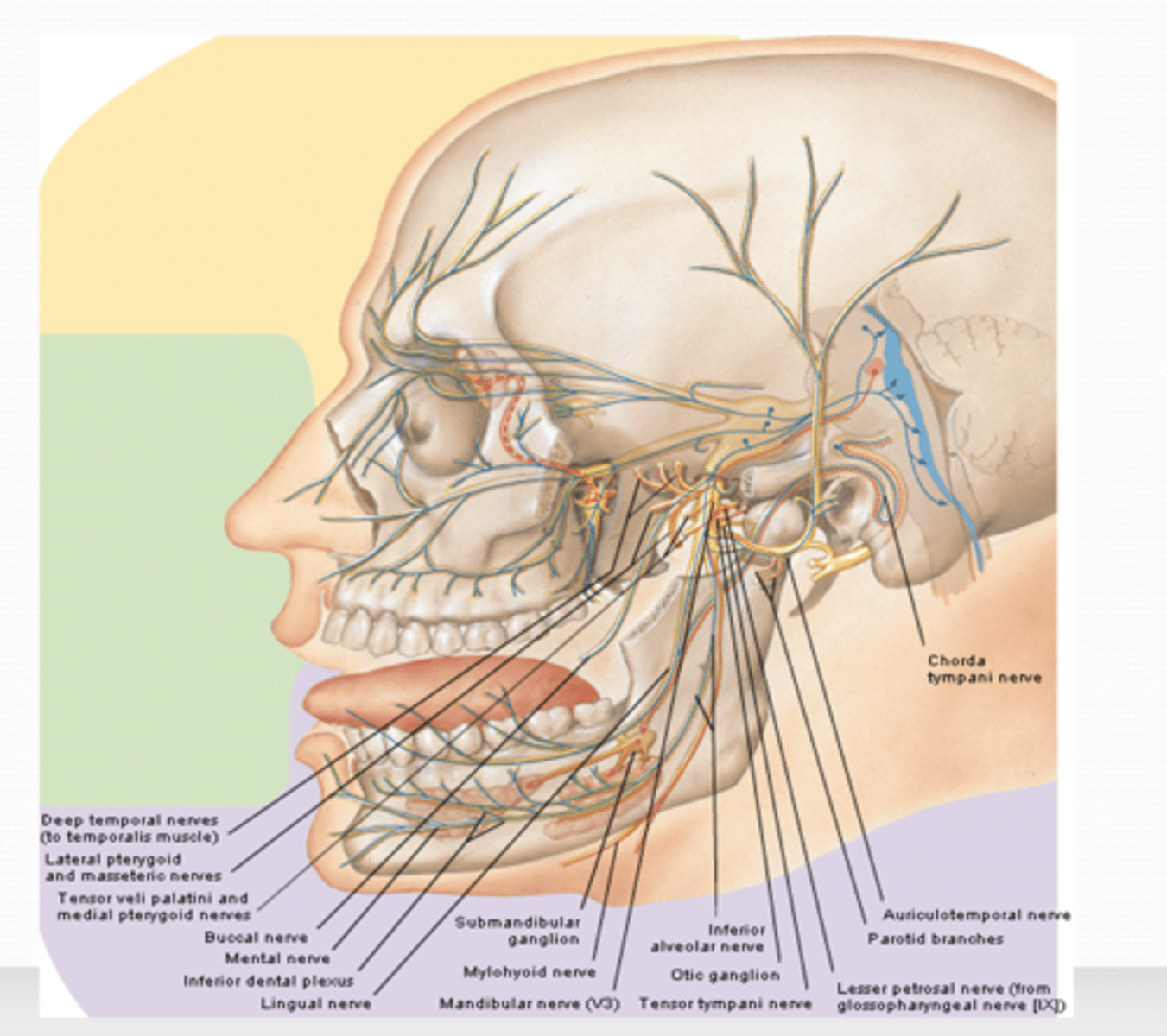 <p>what is the sensory branch of the Auriculotemporal nerve?</p>